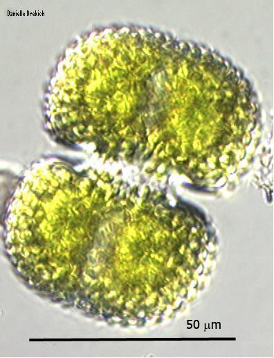 Cosmarium